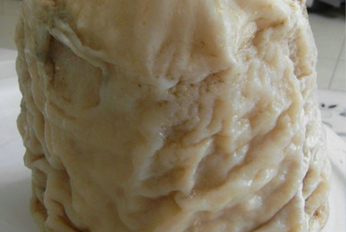 白肉灵芝泡水味道如何养太岁肉灵芝