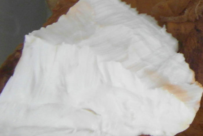 在哪能买到真太岁太岁肉灵芝报价