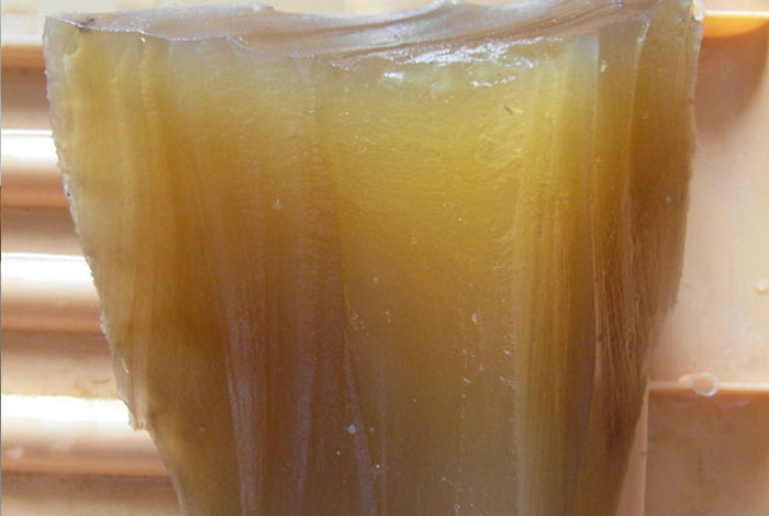 肉灵芝在国外有吗山西运城灵芝