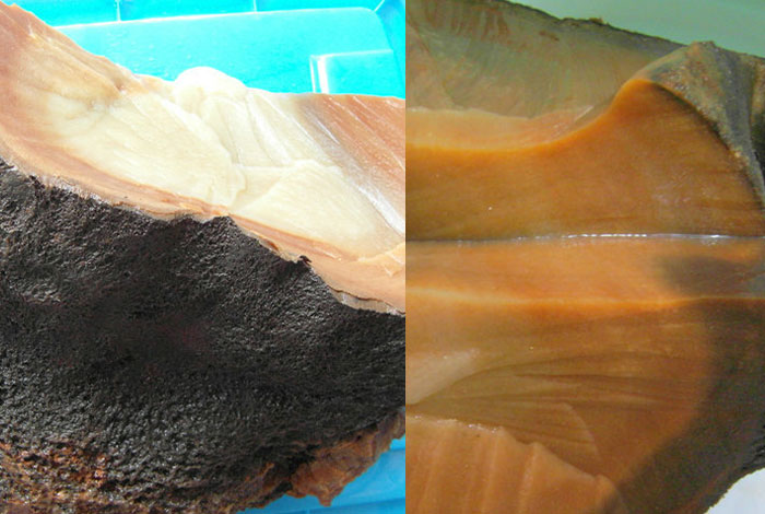 肉灵芝在国外有吗林岛的灵芝