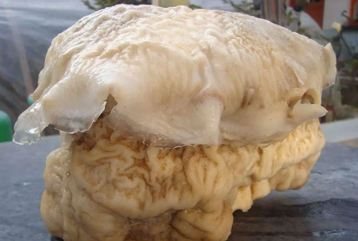 养殖太岁又称肉灵芝榆树上长灵芝吗