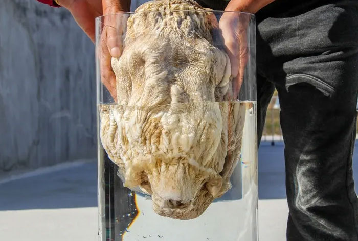 肉灵芝与太岁灵芝的不同肉灵芝太岁钱