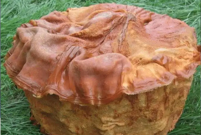 肉灵芝的生长在哪里太岁作用与功效