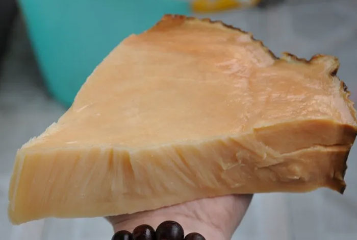 石太岁的功效和作用价格肉灵芝也称太岁