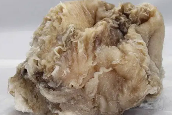 野生太岁什么价格伊春野生灵芝