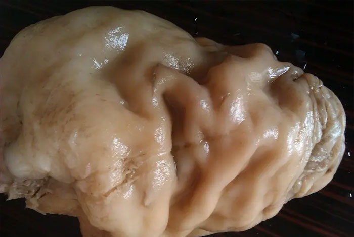 肉灵芝泡水真的能喝吗?林岛的灵芝