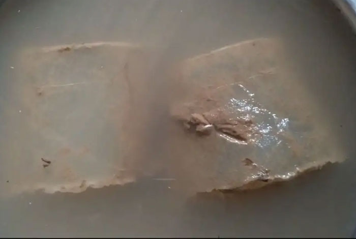 太岁肉灵芝多少钱一斤林下灵芝和野生灵芝