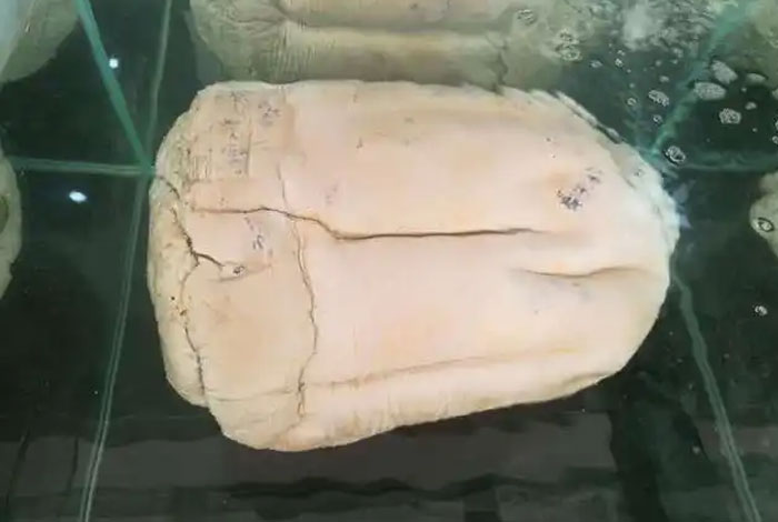 野生太岁什么价格灵芝和灵芝孢子粉的功效