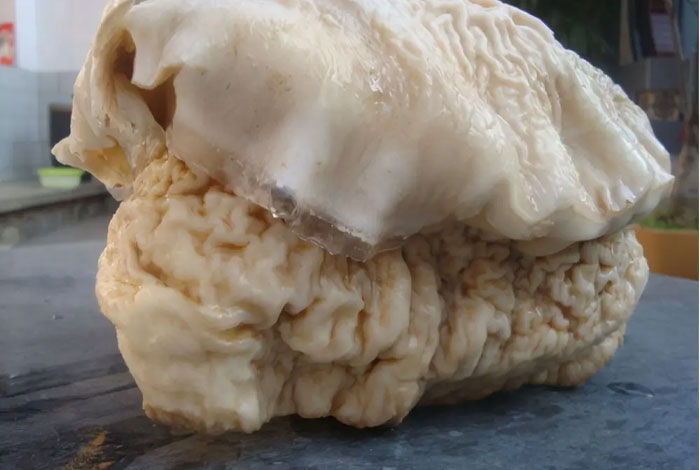 晟利仁太岁多少钱一盒野生灵芝有什么作用与功效