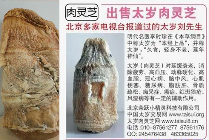 土太岁多少钱野生灵芝的作用与用途