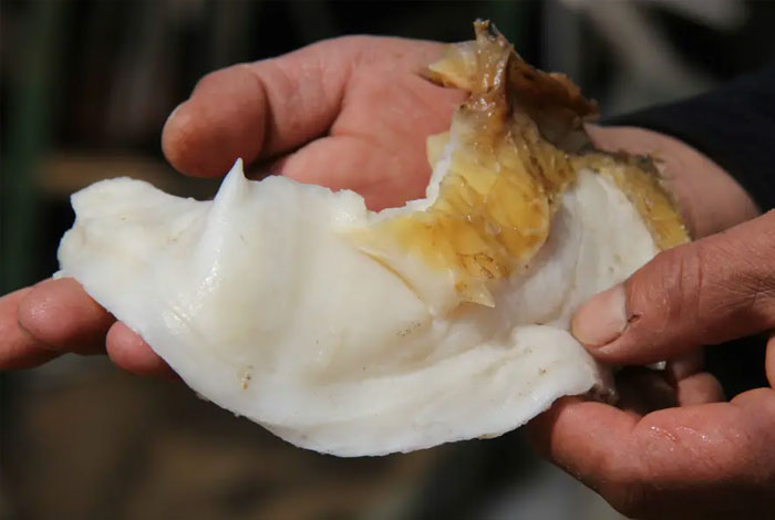 太岁肉灵芝的功效和做的价格太岁肉灵芝网站