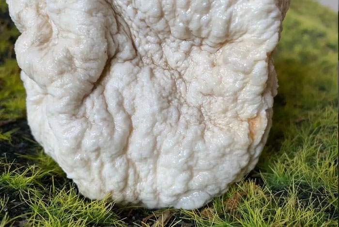 野生太岁肉灵芝食法养太岁肉灵芝放家里哪好