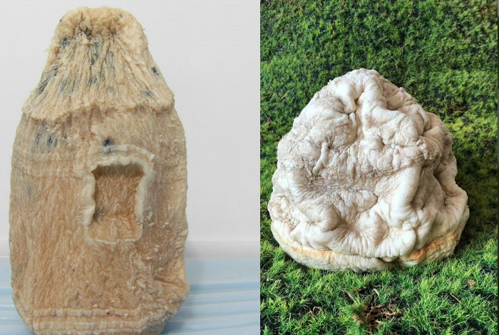 野生太岁价格野生灵芝的功效与作用