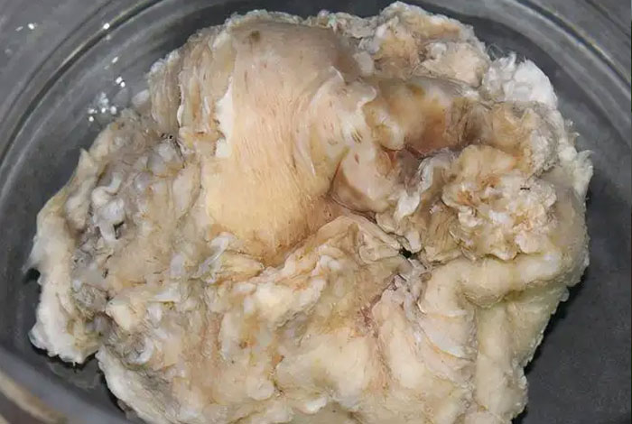 太岁收购价格多少山里的灵芝