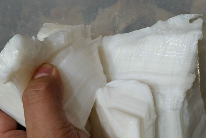 白色肉灵芝哪里买的到超大的灵芝