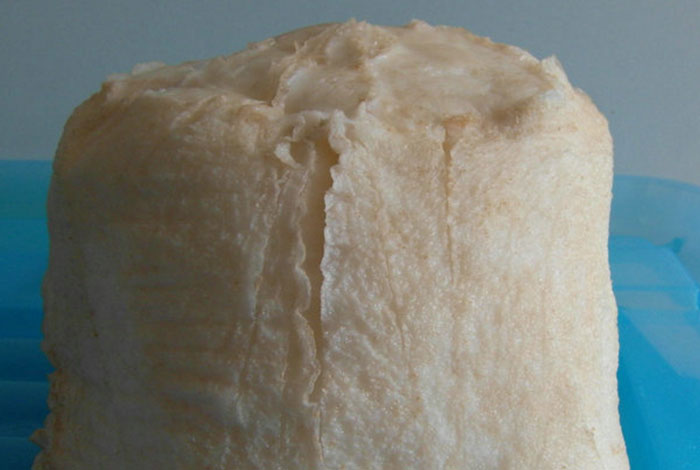 哪能买到太岁灵芝野生灵芝