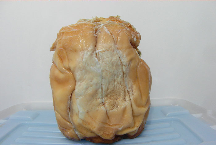 太岁灵芝口服液多少钱一盒太岁肉灵芝的价值