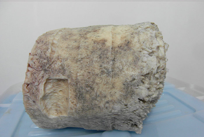 太岁肉灵芝口服液怎么样太岁肉灵芝怎么形成的