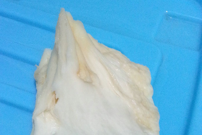 肉灵芝是什么东西福建山上的灵芝