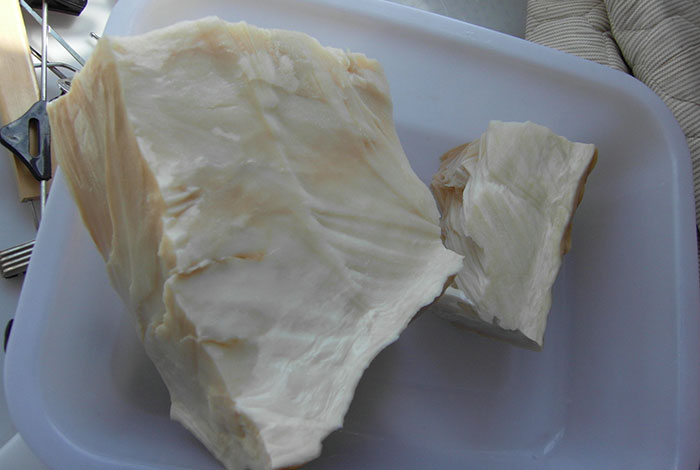 太岁为什么那么贵太岁肉灵芝的食用方法