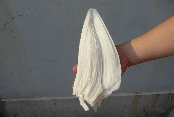 真正的太岁是什么样的野生灵芝和灵芝孢子粉哪个好