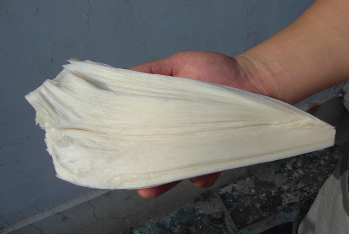 肉灵芝可以吃太岁肉灵芝斤价格