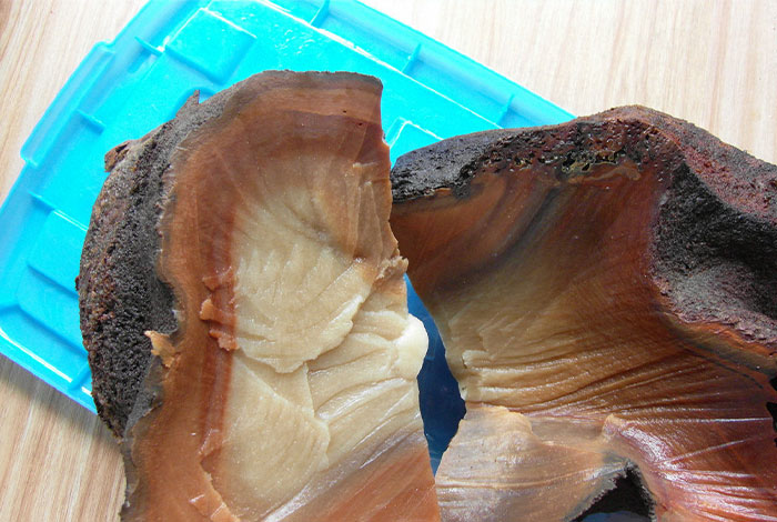 石太岁和土太岁哪个贵太岁是肉灵芝吗