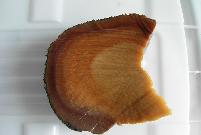 千年太岁价格肉灵芝太岁的价格