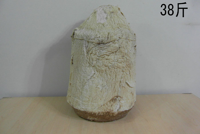 太岁肉多少钱一斤野生灵芝越大越好吗