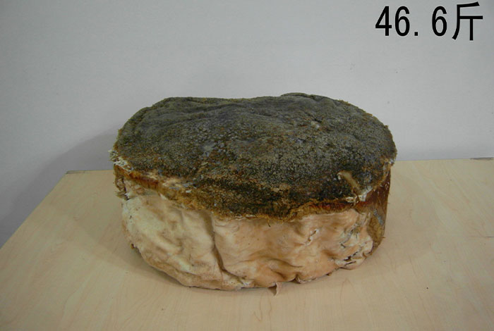 肉灵芝抗衰老么太岁是灵芝吗