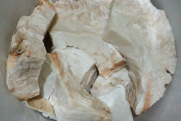 肉灵芝都喜欢长什么地方学者牌灵芝