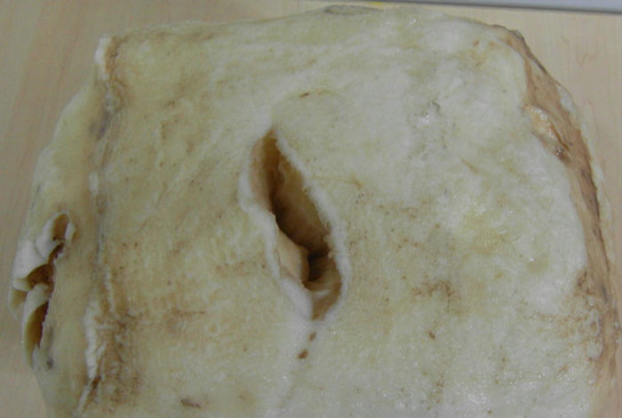 在哪里能买到太岁高原野生灵芝