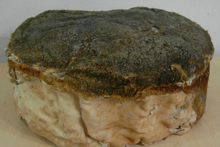 中国太岁肉灵芝收购网太岁肉灵芝的别名