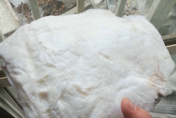 冲太岁犯太岁破太岁值太岁太岁肉灵芝