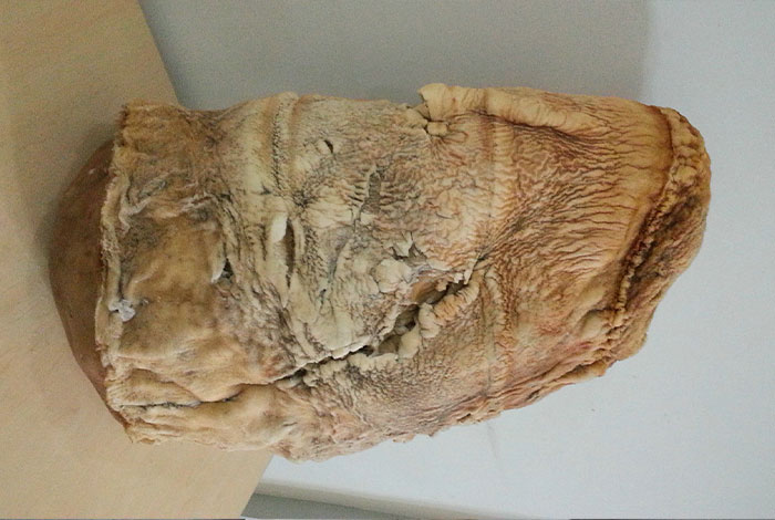 破太岁多少钱一般榆树上长灵芝吗