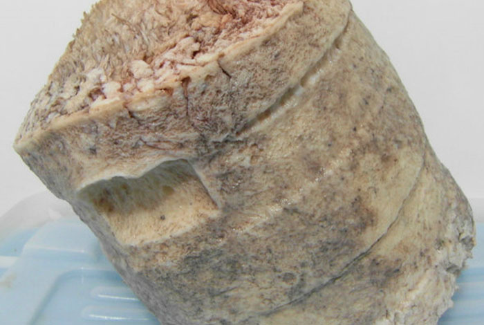 灵芝野生灵芝的图片服务在线