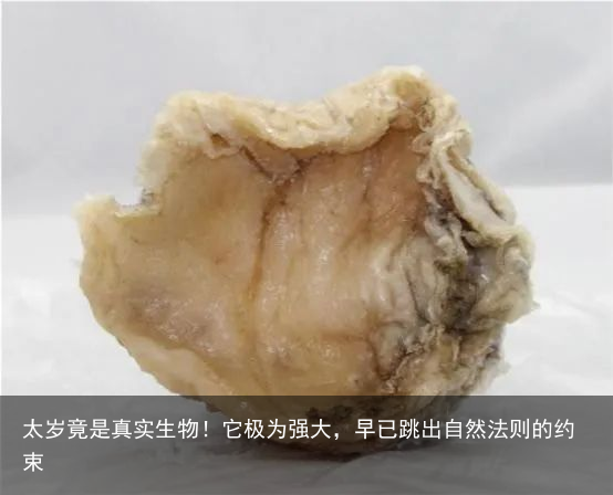 太岁竟是真实生物！它极为强大，早已跳出自然法则的约束