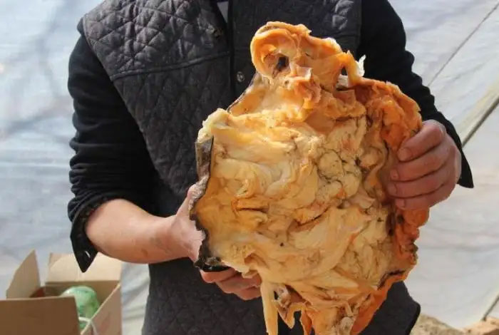 太岁灵芝饮