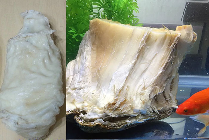 灵芝老好还是嫩好