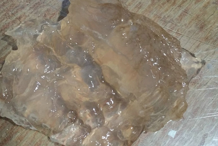 肉灵芝能不能泡回来,肉灵芝能不能泡回来泡水喝