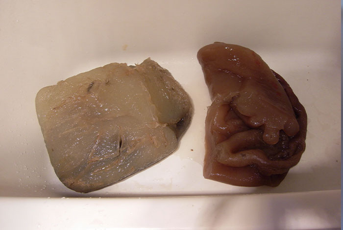 灵芝有什么作用,灵芝有什么作用和功效与禁忌