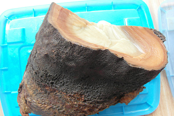 太岁肉灵芝价格